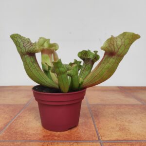 Serracenia Red Maroon