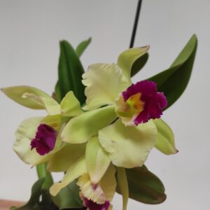 Cattleya