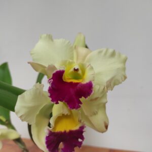 Cattleya
