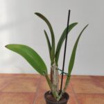 Rhynchobrassoleya - Sem Flor