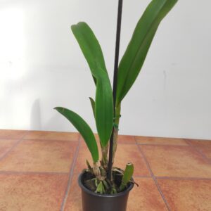 Cattleya Trianae 'Sangre de Toro'