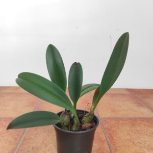 Bulbophyllum Nymphopolitanum