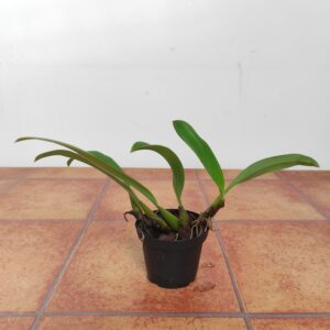 Bulbophyllum Laxiflorum