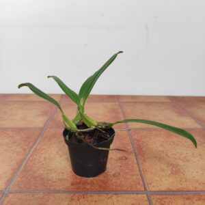 Bulbophyllum Biflorum