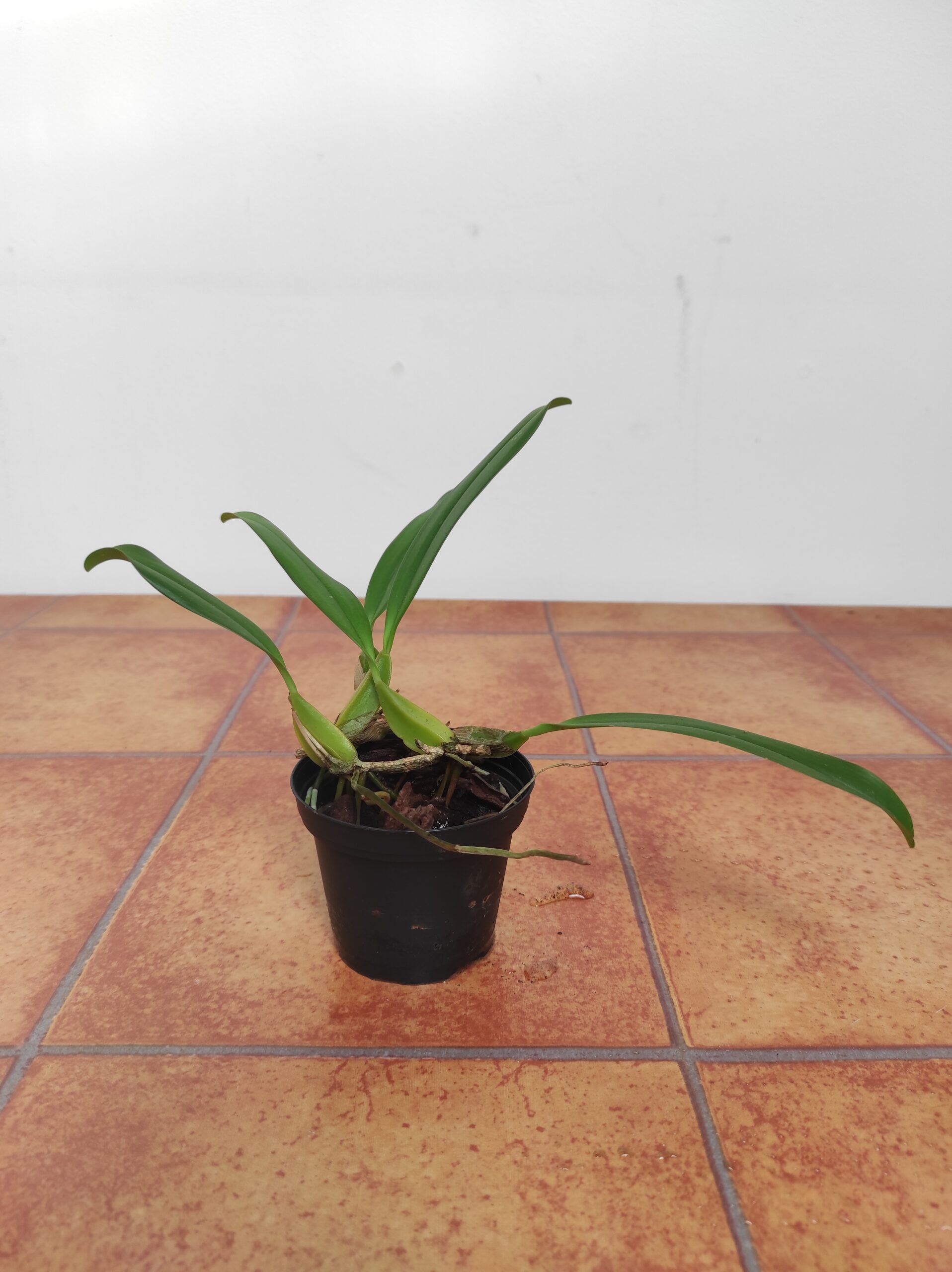 Bulbophyllum Biflorum - Sem Flor