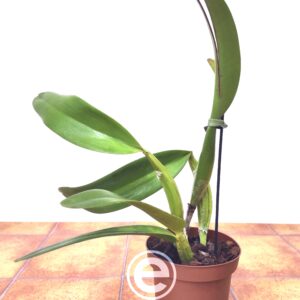 Lc. Excelsior The Globe ''Fcc/rhs'' - Sem Flor