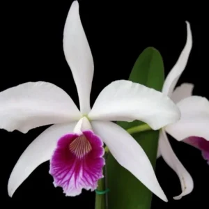 Cattleya Purpurata - Sem Flor