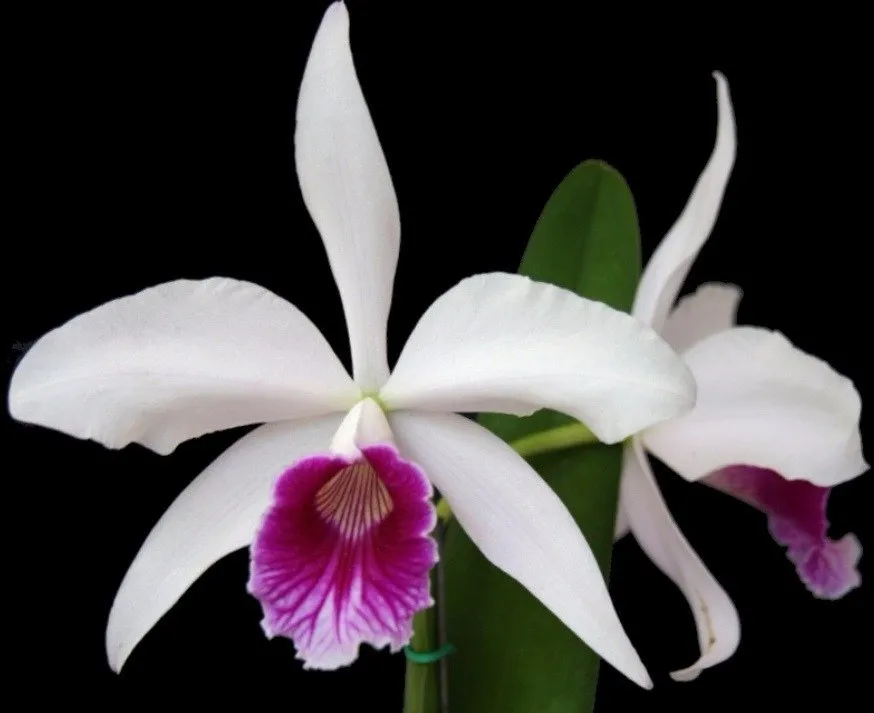 Cattleya Purpurata - Sem Flor