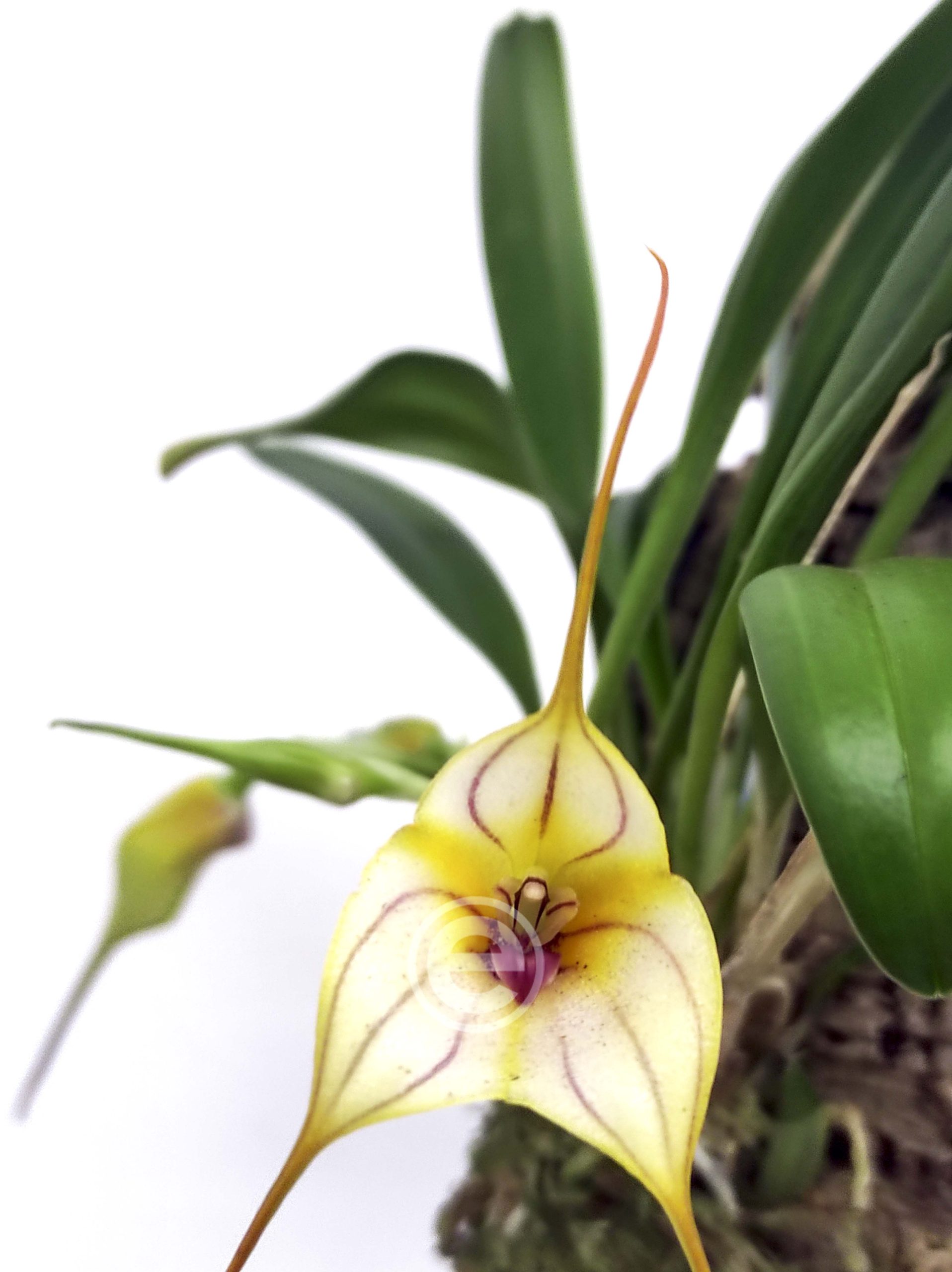 Masdevallia nidifica montagem