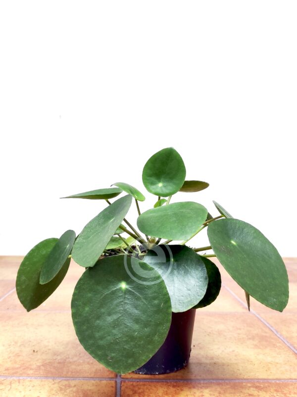 Pilea Peperomioides V.12 - Image 2