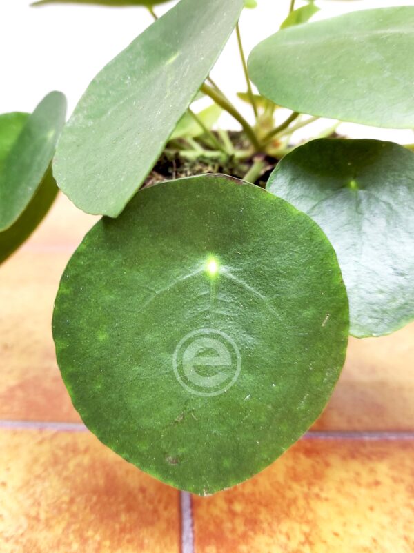 Pilea Peperomioides V.12