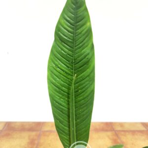 Philodendron Campii 'Lynette