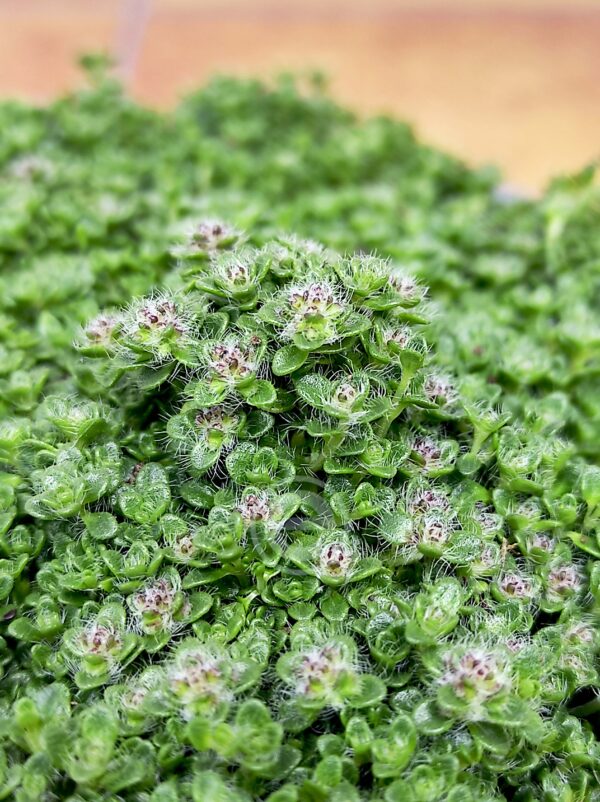 Thymus Praecox V.14 - Cor de Rosa
