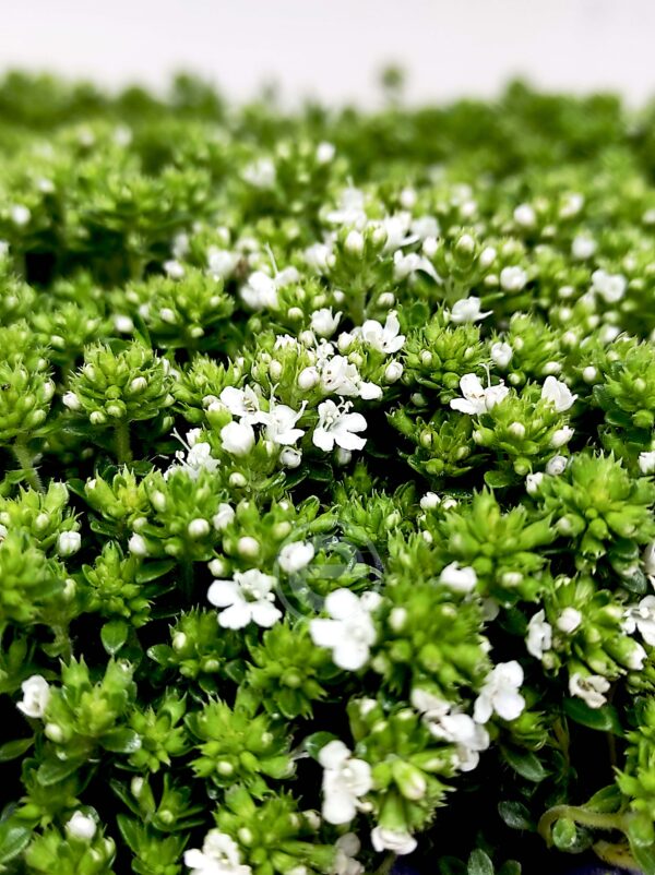 Thymus Praecox Albiflorus V.26 - Branco