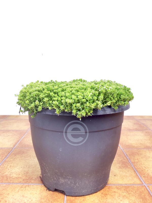 Thymus Praecox Albiflorus V.26 - Branco - Image 2