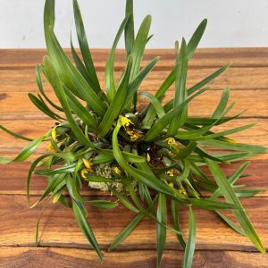 Maxillaria Variabilis - Montagem