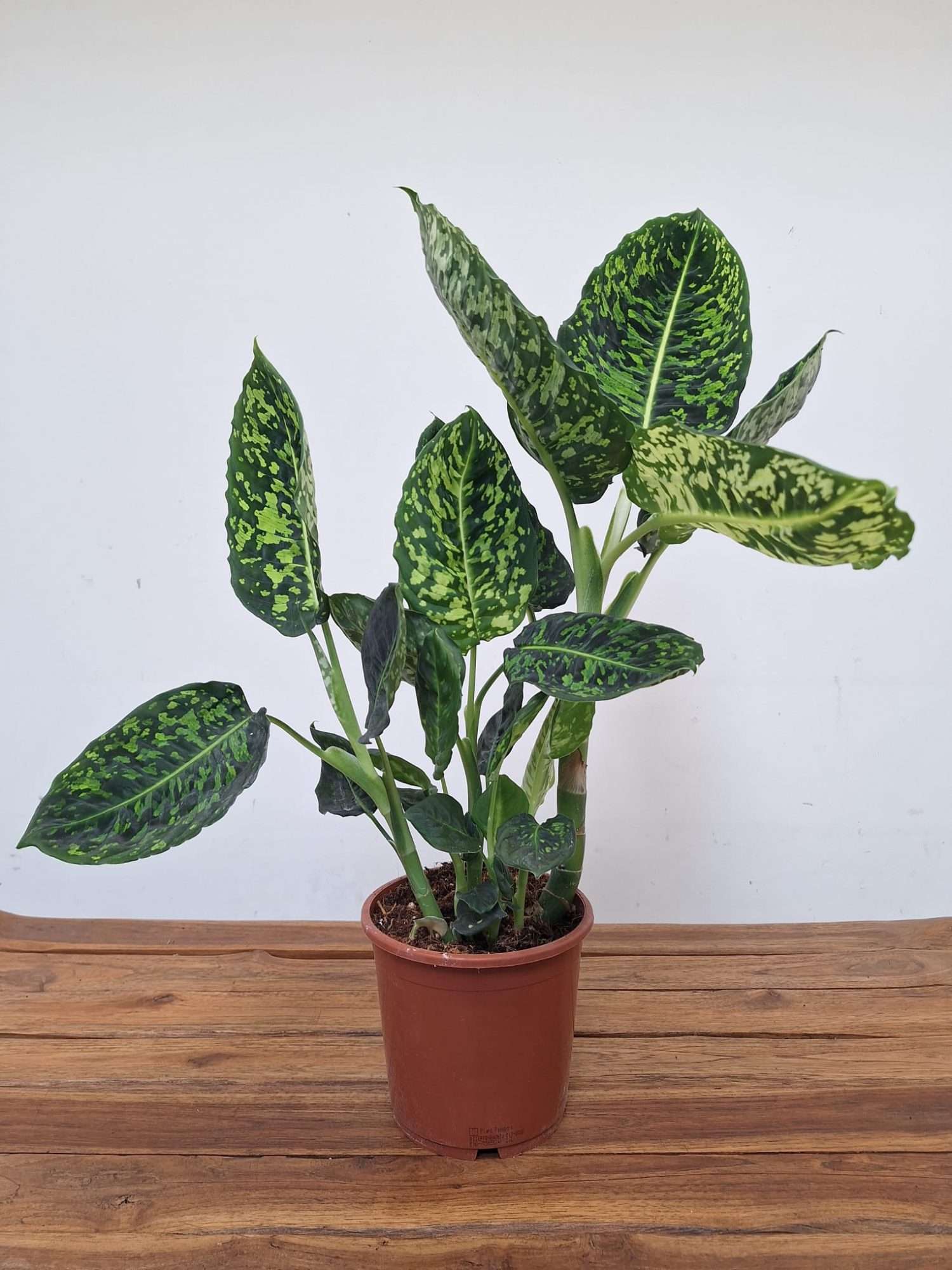 Dieffenbachia 'Reflector' - V.17 - Image 2