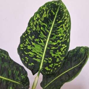 Dieffenbachia 'Reflector' - V.17