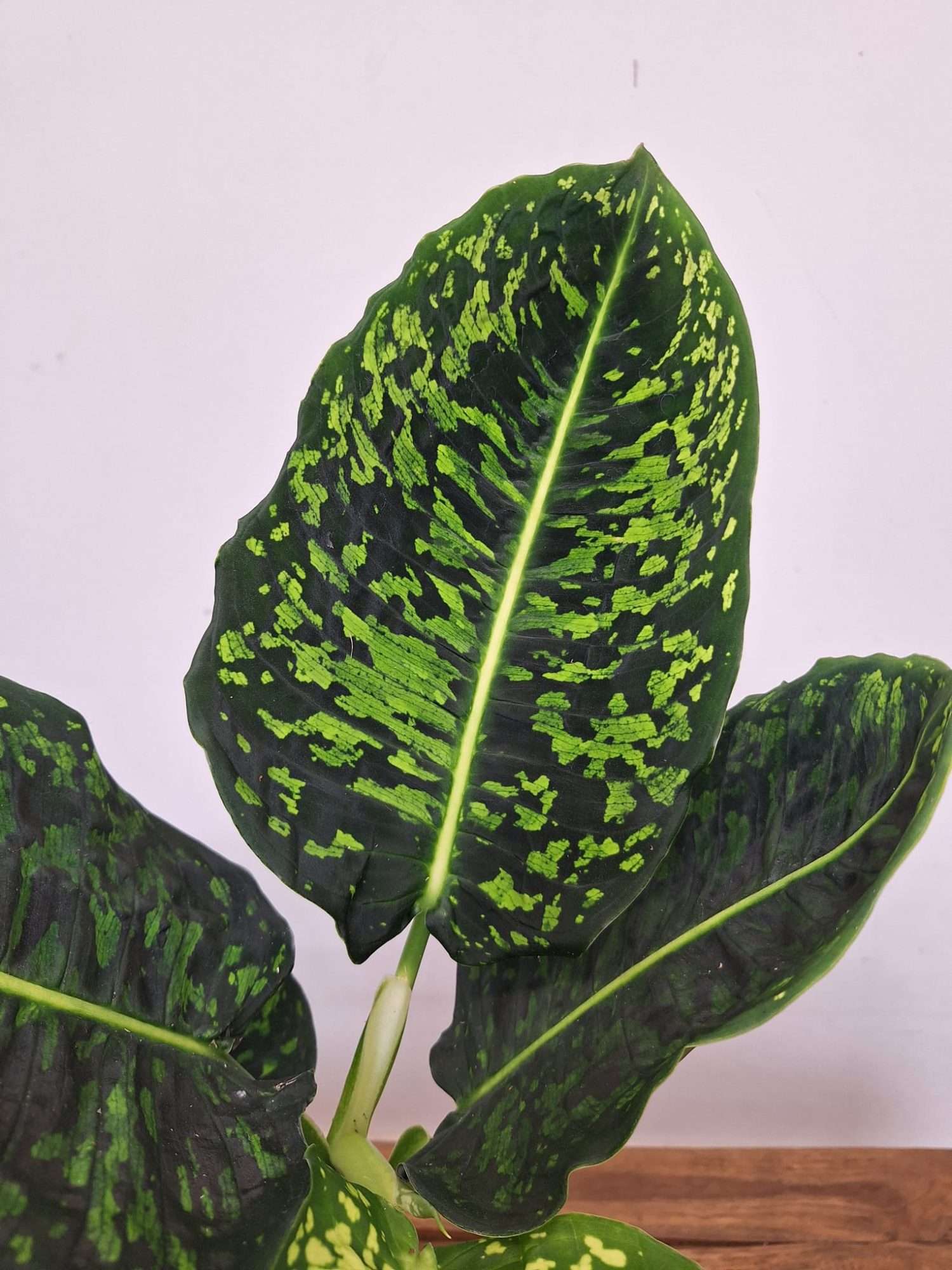 Dieffenbachia 'Reflector' - V.17