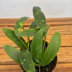 Hoya Lobii - V.12