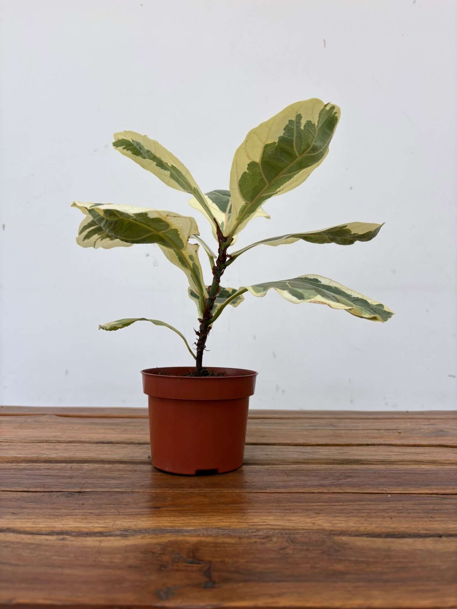 Ficus Lyrata Variegata V.10 - Image 2