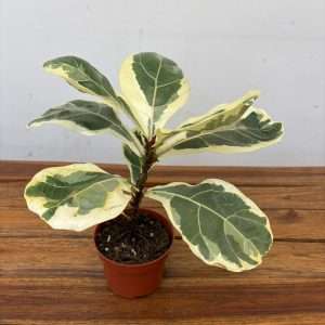 Ficus Lyrata Variegata V.10