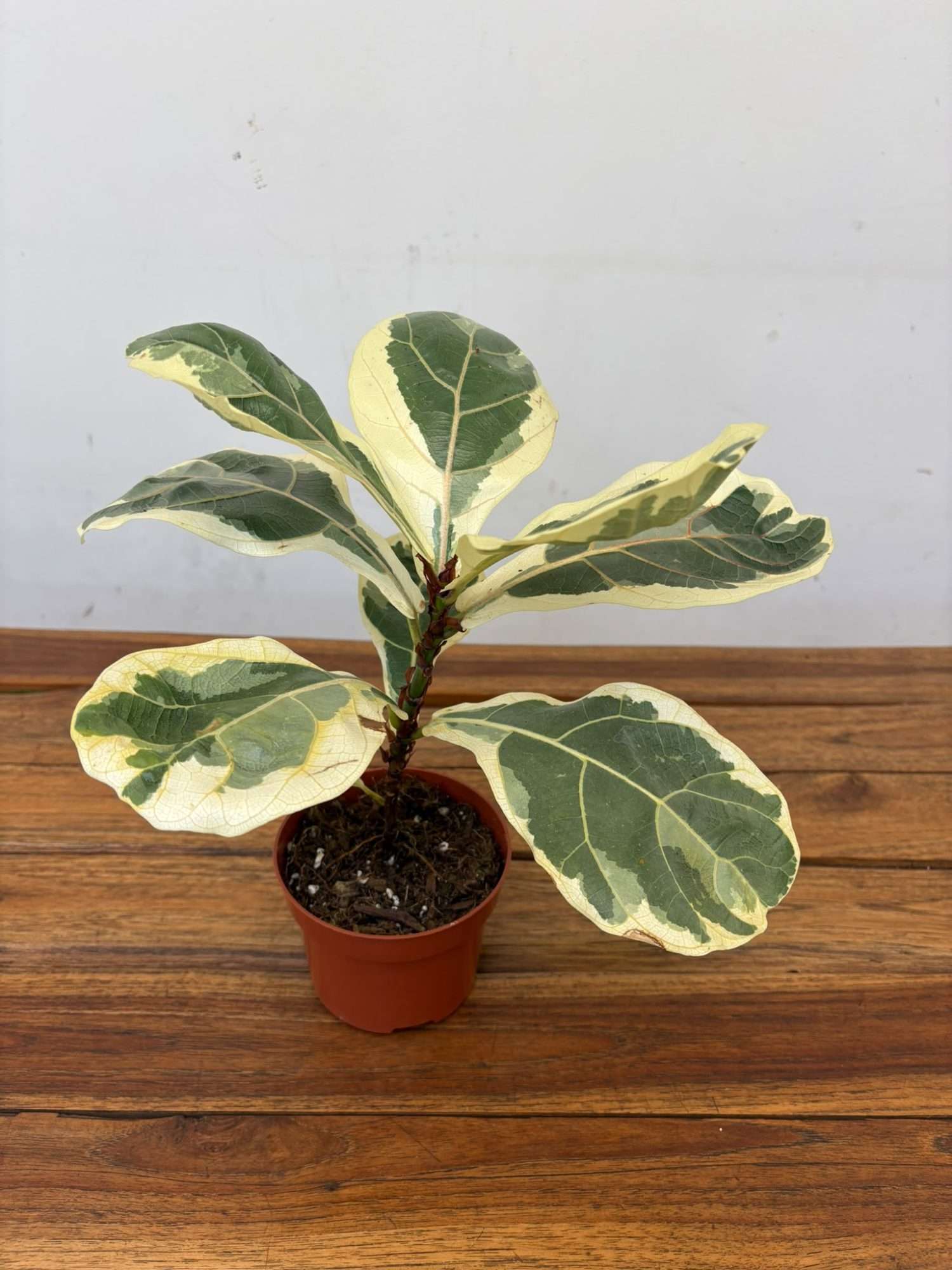 Ficus Lyrata Variegata V.10