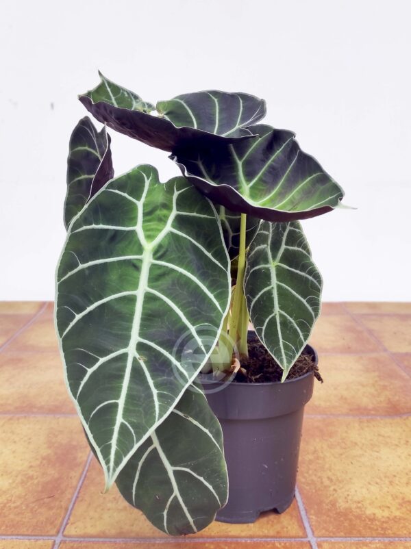Alocasia Watsoniana - Image 2