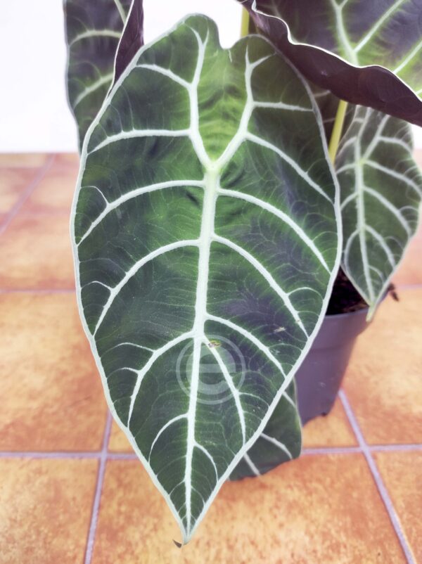 Alocasia Watsoniana