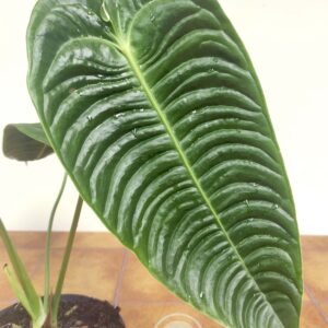 Anthurium Villenaorum