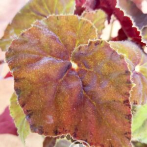 Begonia Autumn Ember Super Orange Form