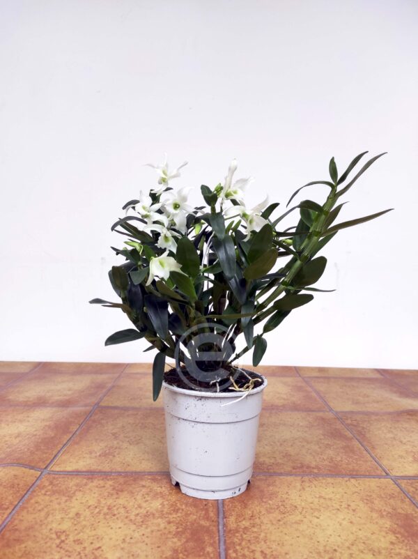 Dendrobium Nobile - Com Flor - Image 2