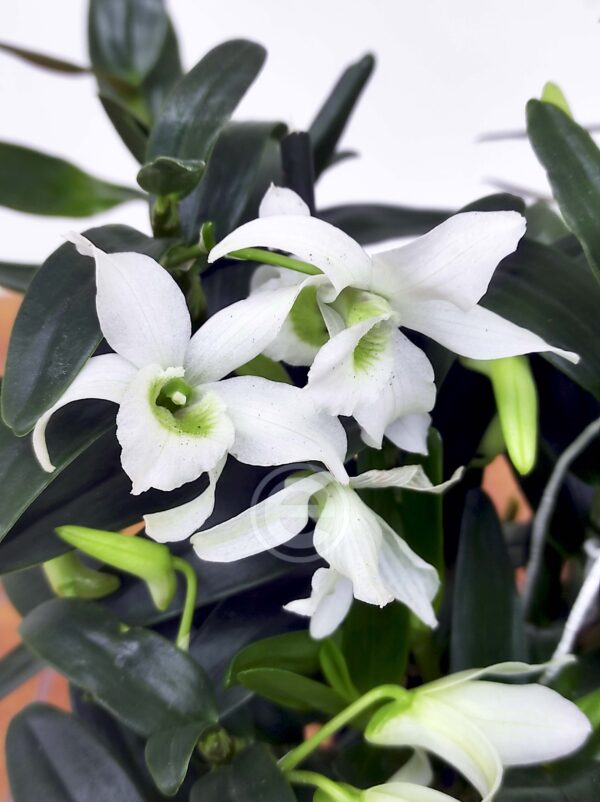 Dendrobium Nobile - Com Flor