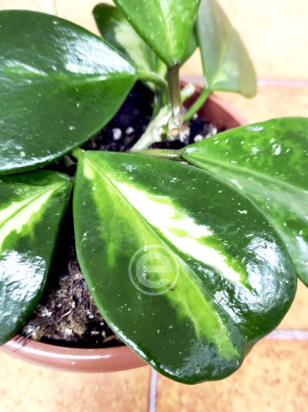 Hoya Obovata - Sem Flor