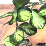 Hoya Australis Variegata