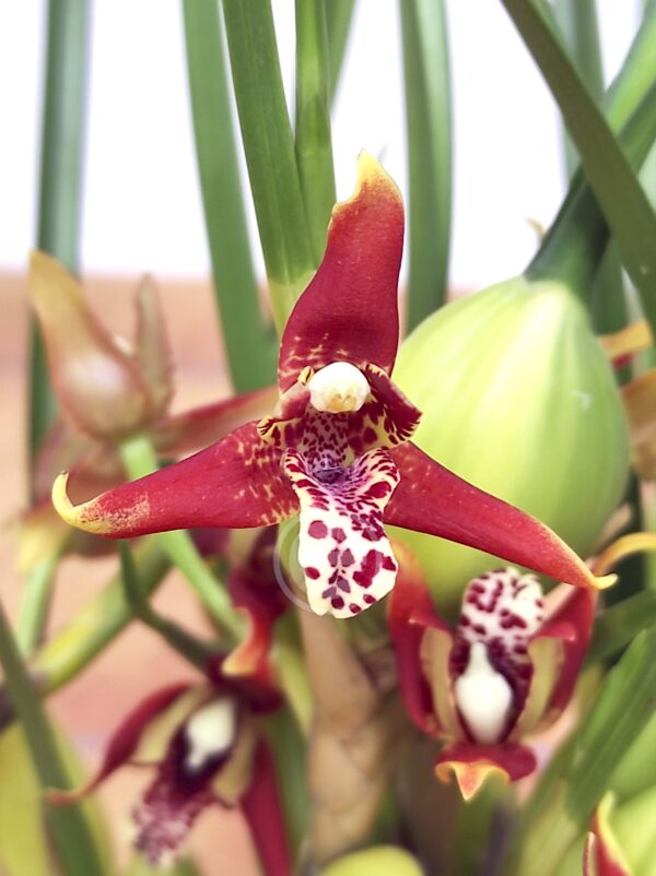 Maxillaria Coco - Com flor