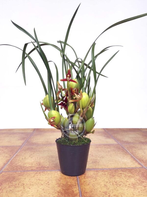 Maxillaria Coco - Com flor - Image 2
