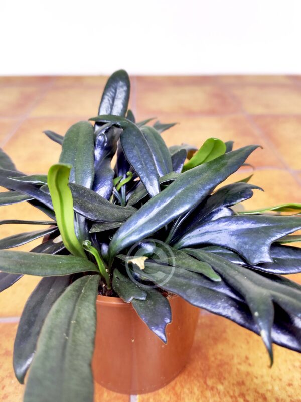 Microsorum Thailandicum