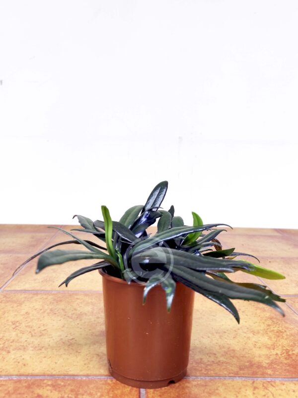 Microsorum Thailandicum - Image 2