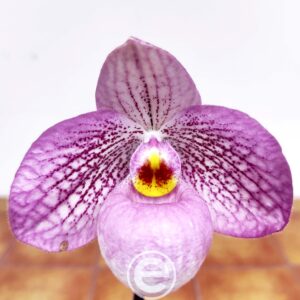 Paphiopedilum Magic Lantern