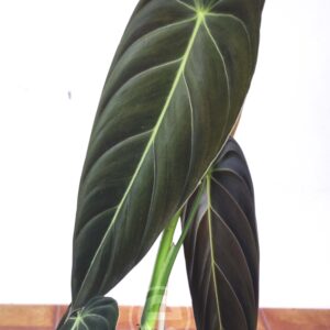 Philodendron Melanochrysum