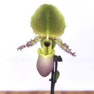 Paphiopedilum Pinocchio Rosa