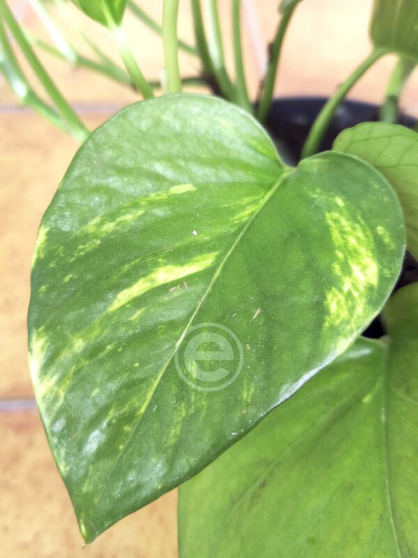Epipremnum Aureum