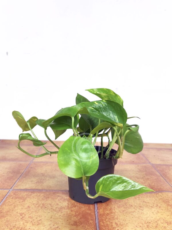Epipremnum Aureum - Image 2
