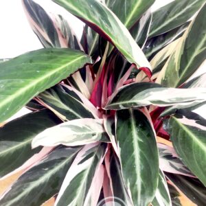 Stromanthe Sanguinea 'Triostar'