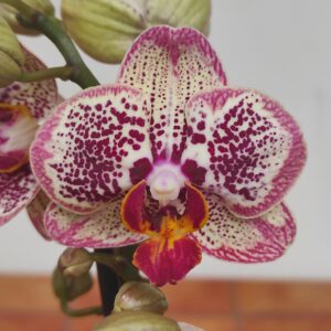Phalaenopsis 2/3 hastes