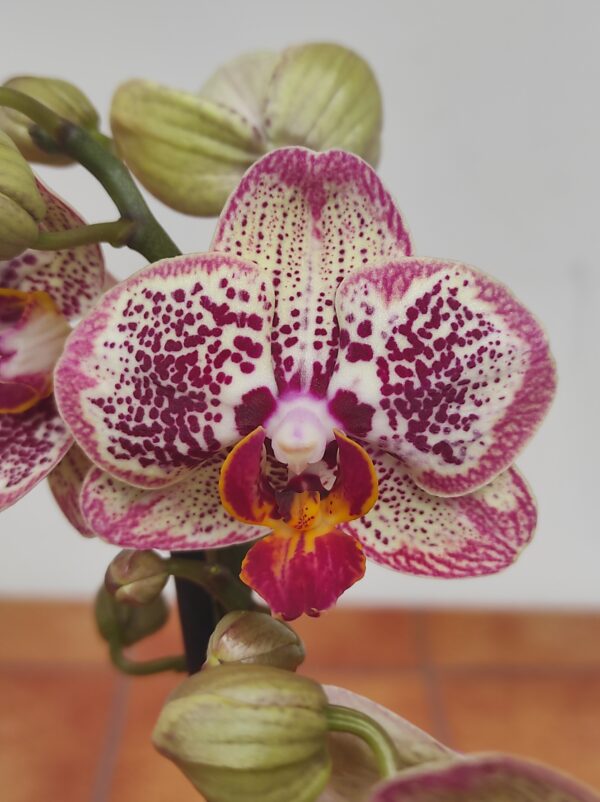 Phalaenopsis 2/3 hastes