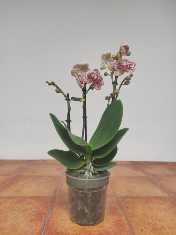 Phalaenopsis 2/3 hastes - Image 2