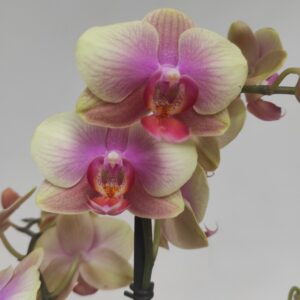 Phalaenopsis 2 hastes