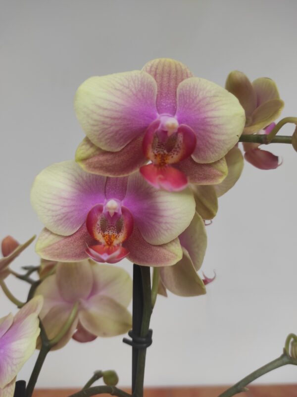 Phalaenopsis 2 hastes